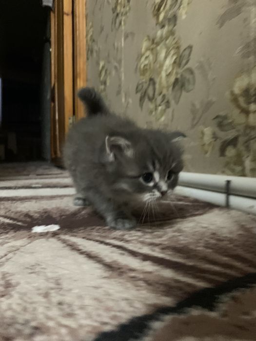 Котята хайленд страйт