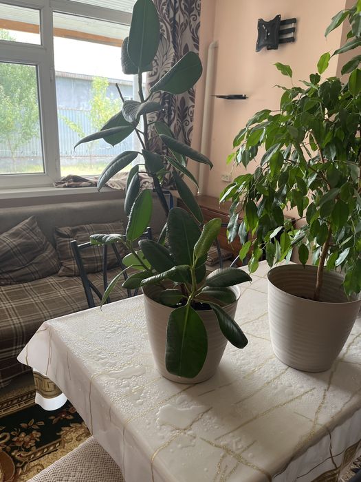 Фикусы комнатные растения