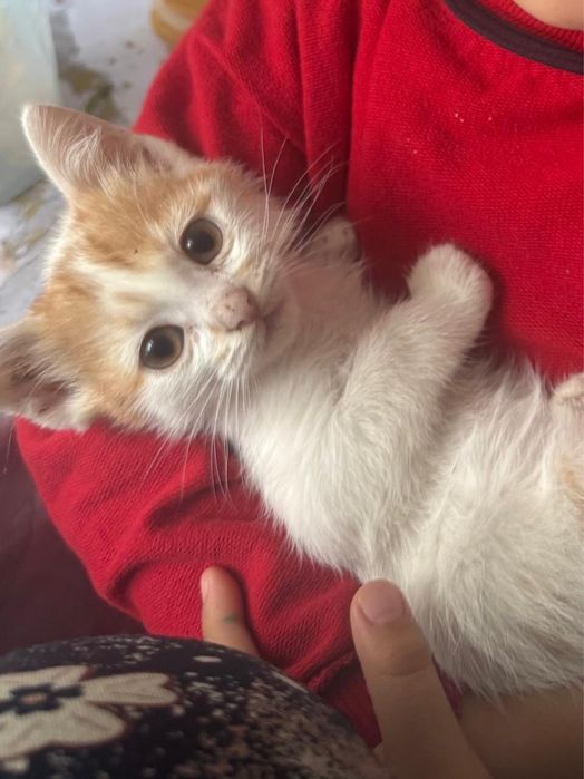 Мысықтар  котят добрые руки