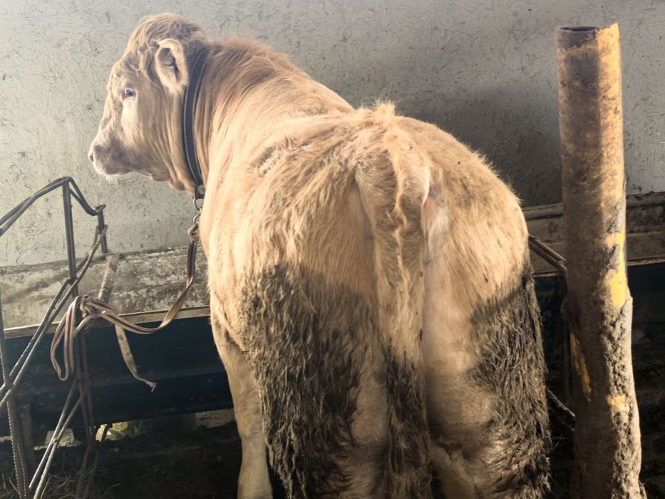 Buqacha sotiladi srochna