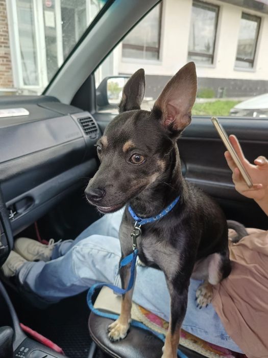 Той-терьер пинчер