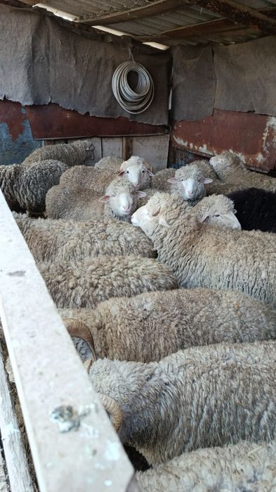 Тохты бараны на откорме