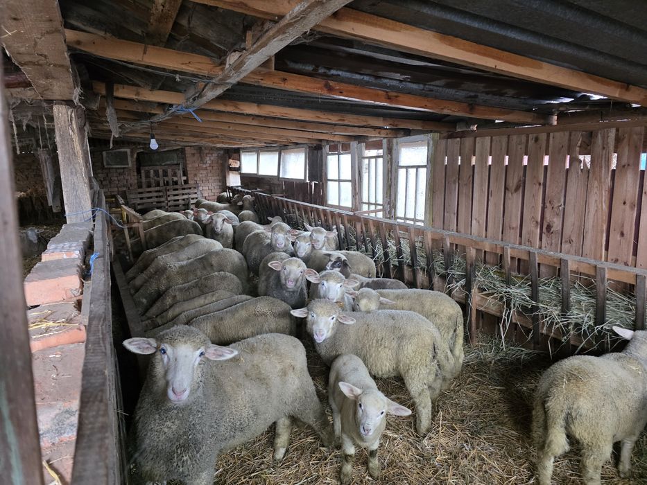 Овце Ил Дьо Франс област РУСЕ