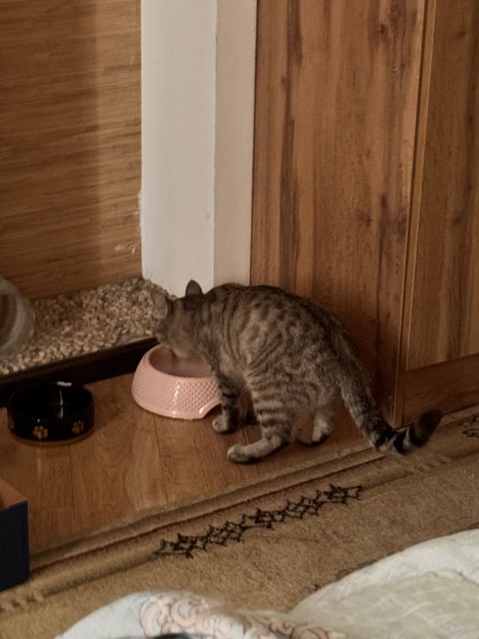 Кошечка и ее котенок  в добрые руки!