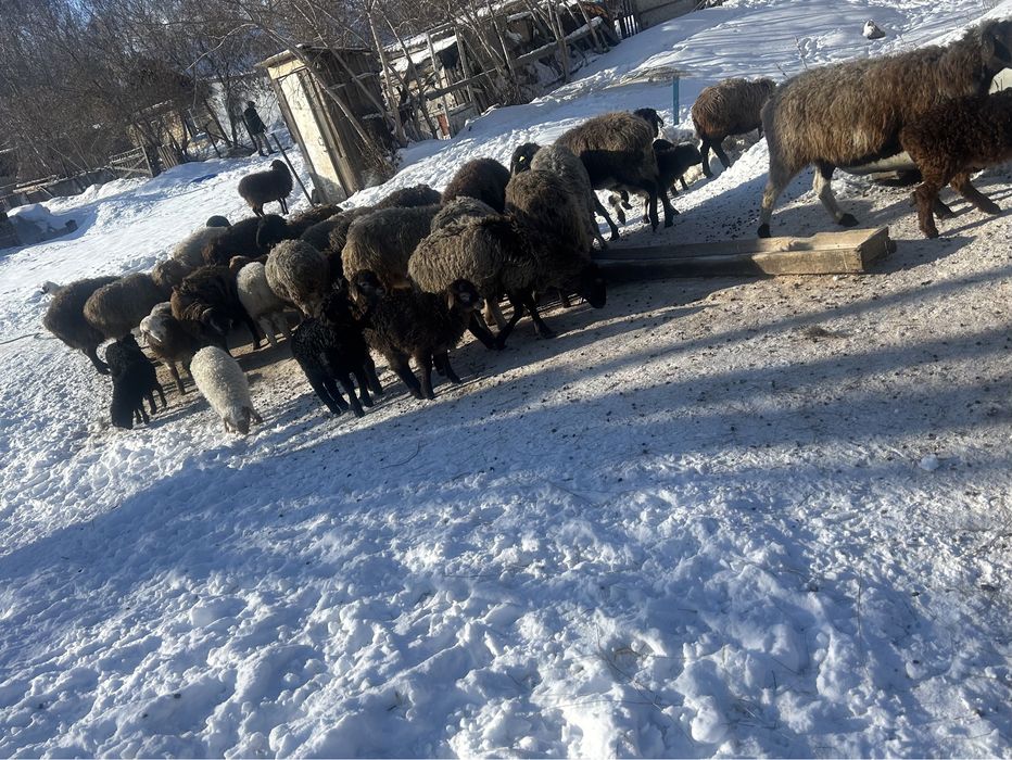 Қозылы қойлар Бараны с ягнятами