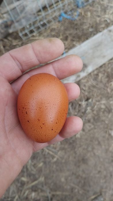 Oua marans de vanzare