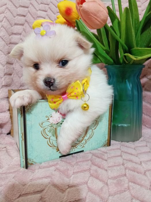 Открыта бронь на померанских шпицев.Белая. Девочка. Забирать 6 марта