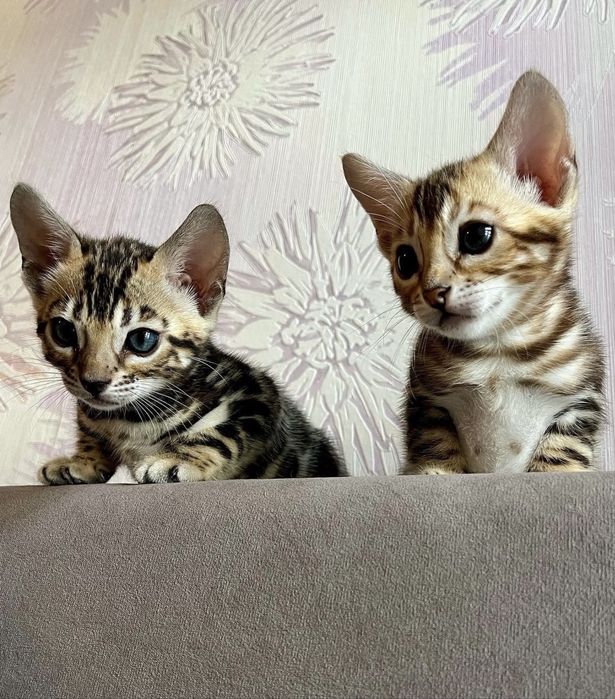 Бенгальский котенок с документами. Девочка.