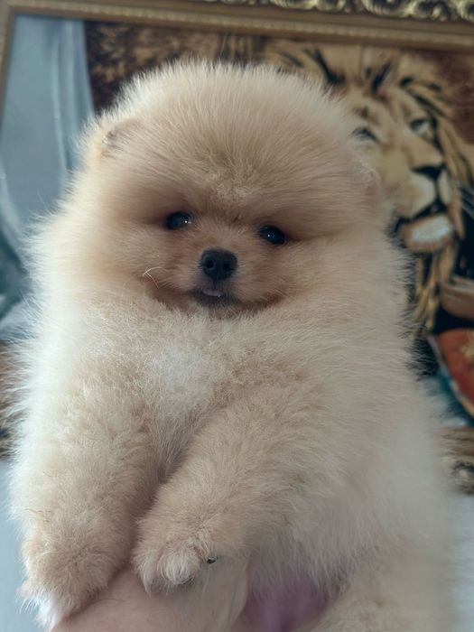 Милые малыши шпица