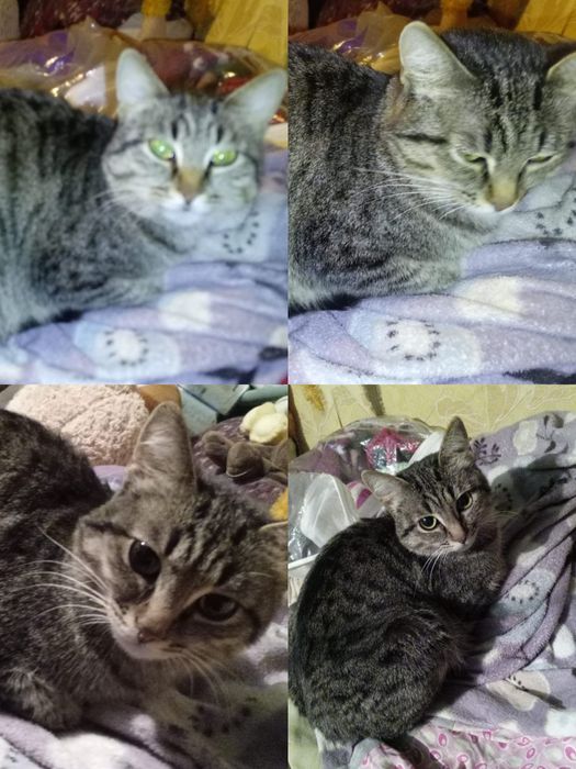 Бесплатно в добрые руки