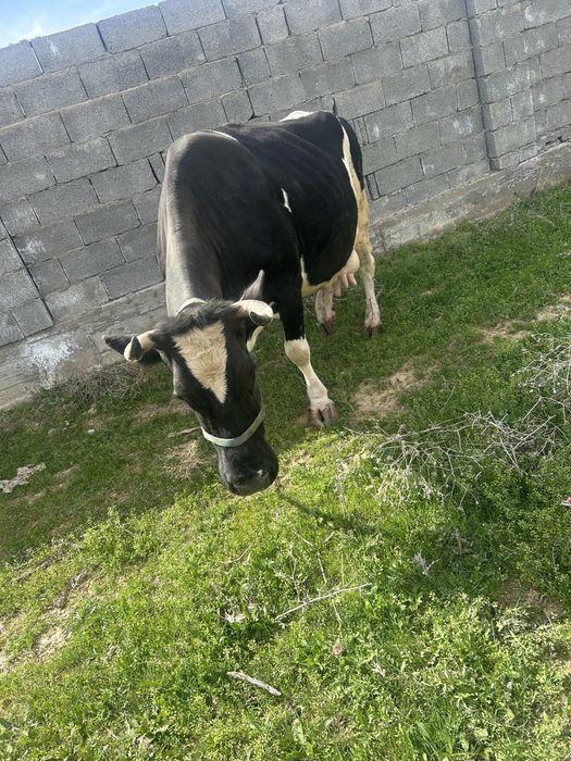 Гольштин черный пестер