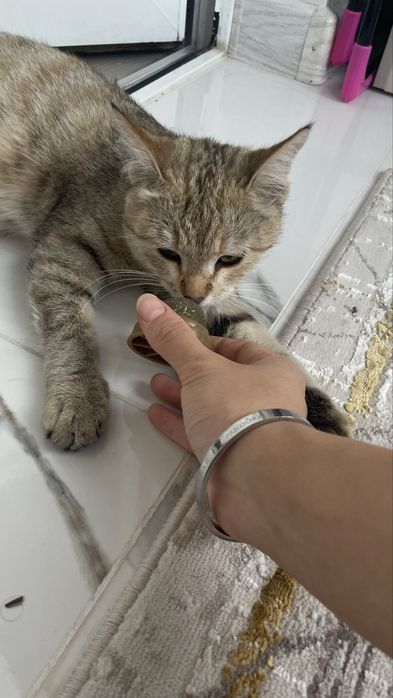 Кошка беременная