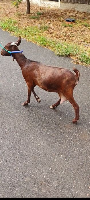 Vând capra murciano granadina