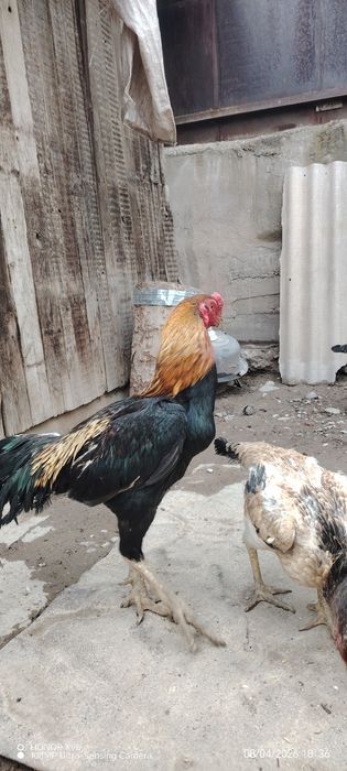 Продаю свой бойцовский петух