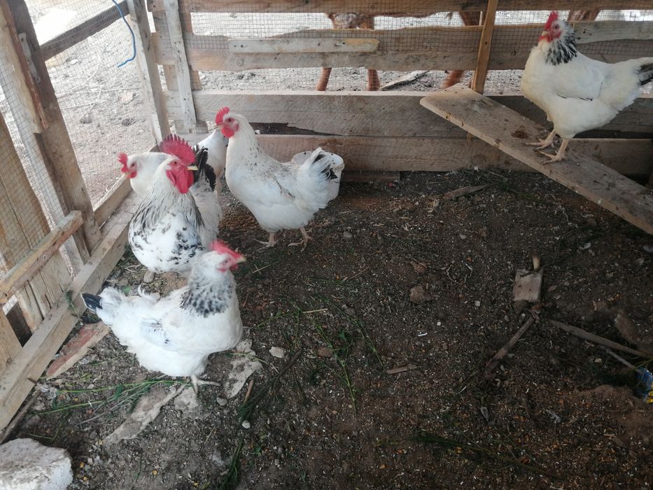 Жұмыртқа сатылады