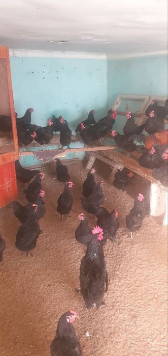 Qora shaxzoda tovuqlarini tuxumlari va jojalari