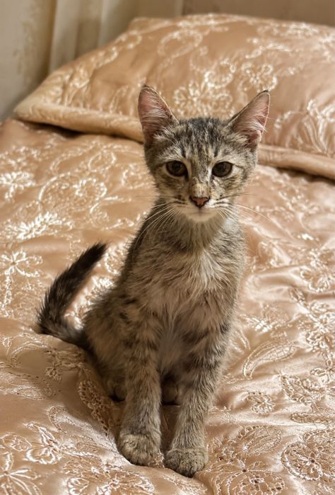 Отдам котёнка в добрые руки