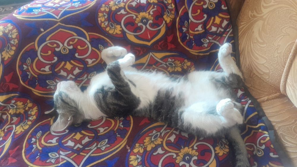 Xotinlari bilan ruscha porno (mff)