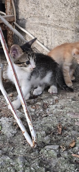 ПОДАРЯВАМ 4 малки котенца
