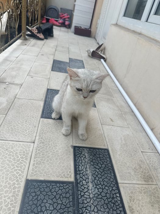 Mushuk shinshila toza zotli sotiladi. 3 marta tuggan