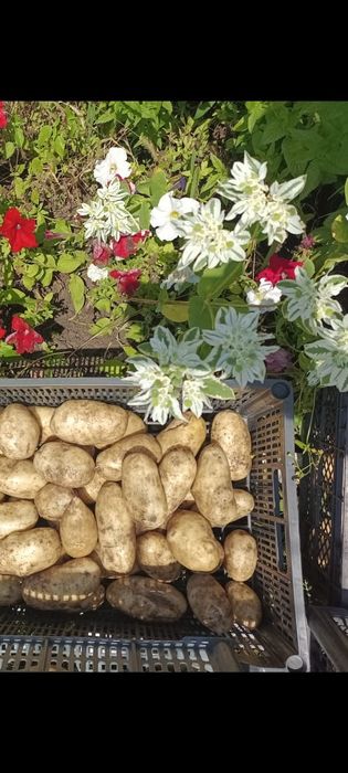 продам дачный картофель доставка до подъезда