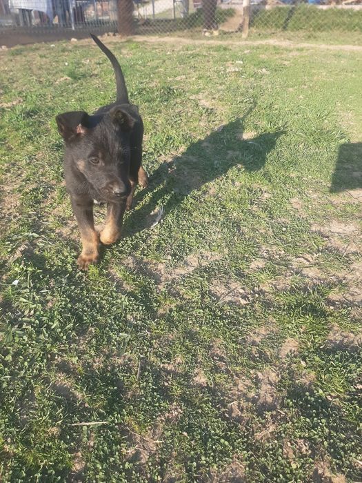 Mascul ciobanesc belgian malinois