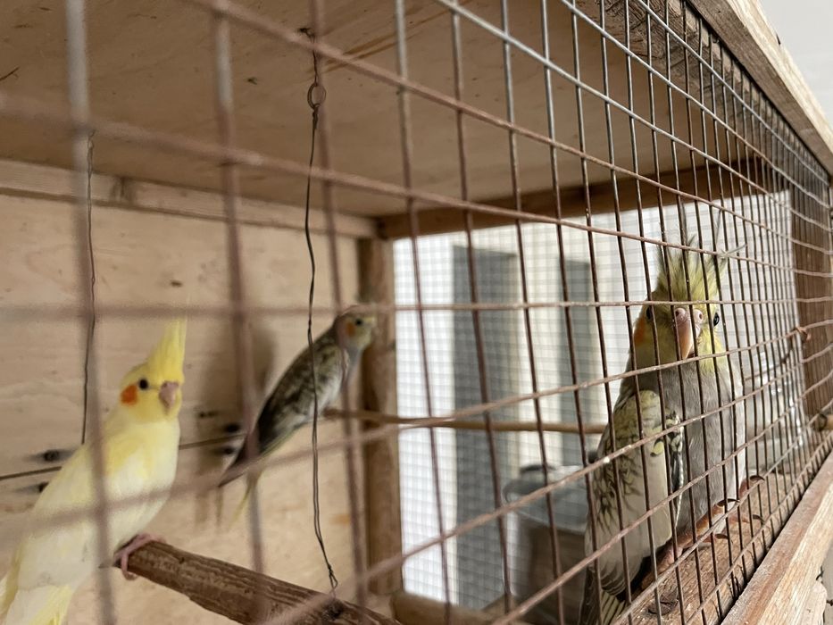 Кореллы  5-7 месяцев