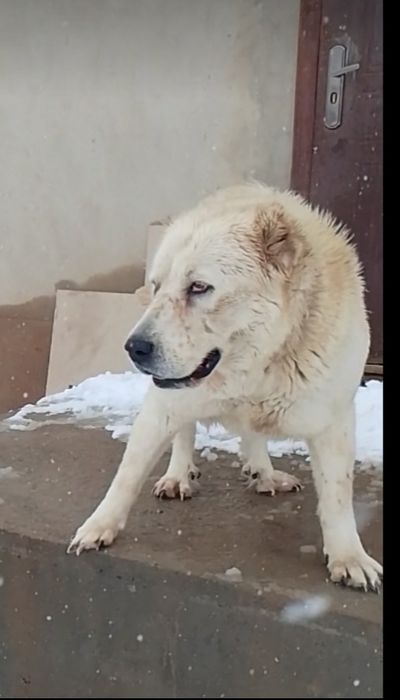 Ургашы төбет 3жасар