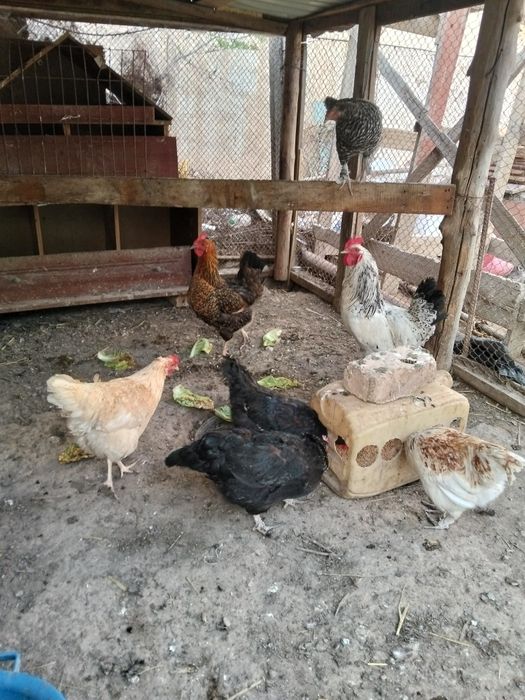 Тауыктар сатылады