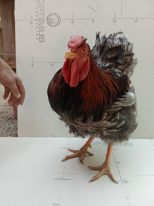 Виандот голубооакаймленный