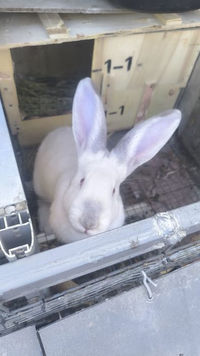 Семья с клетками