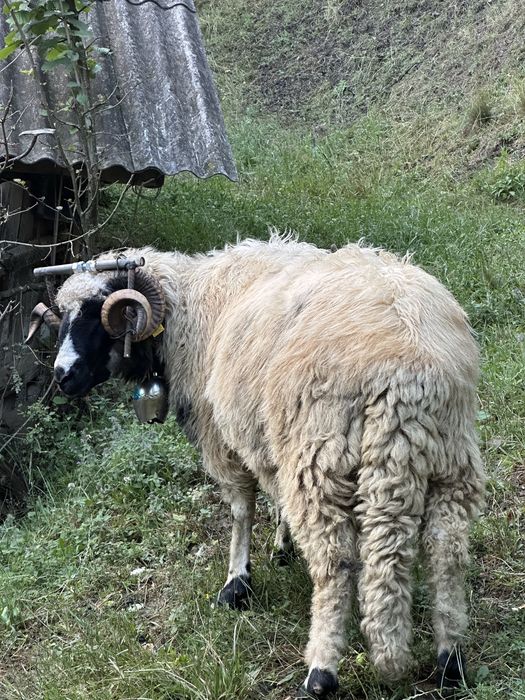 Vand berbec  marleste a doua oară