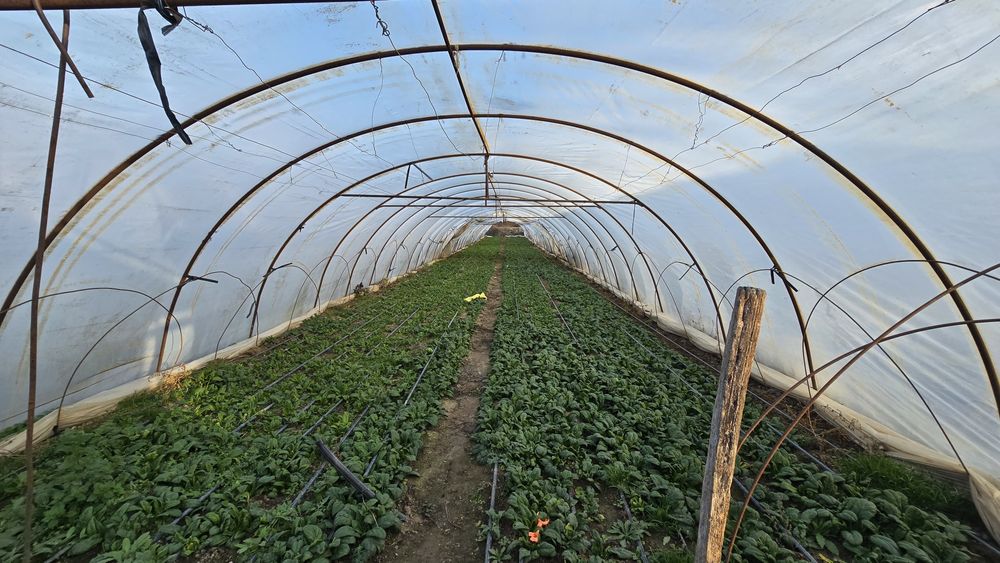 Vand solarii legume/tunel