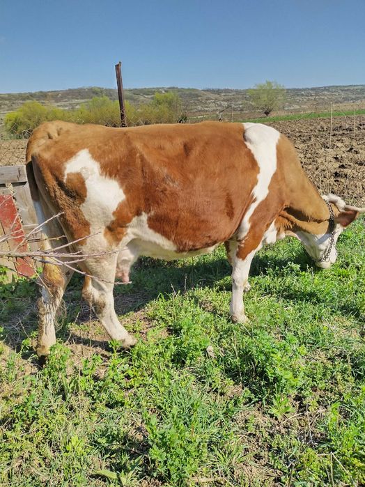 Vaca de vanzare cu lapte