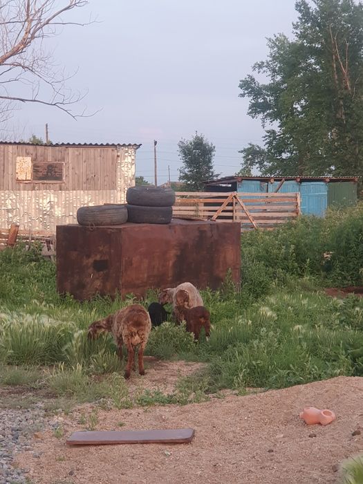 Продам барана с ягненком