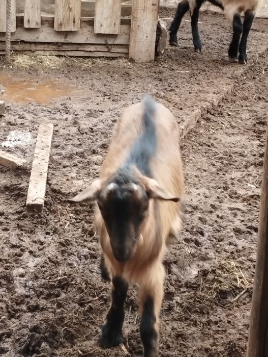 Чех алпі лақтар сатылымда