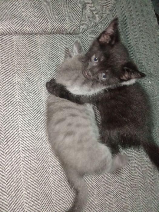 Отдам котят бесплатно в хорошие руки