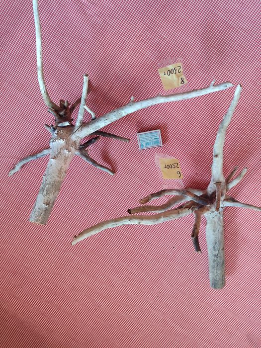 Коряги для поделок или аквариума