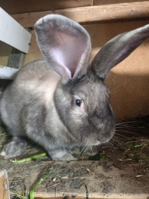 Продам кроликов 6000