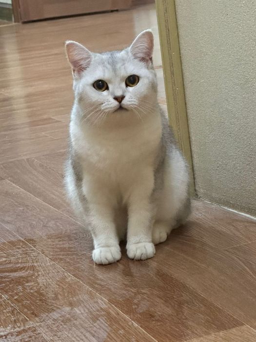 Продаем Домашнего кота Аньфису