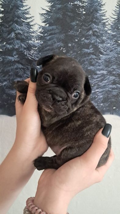 Французский бульдог девочка тигровая