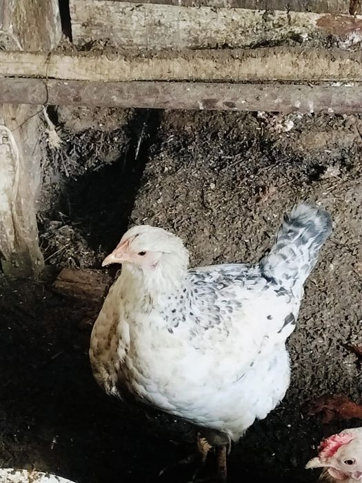 Барковскиий барвистый