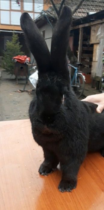 Vand iepuri pentru mai multe detalii sunați la nr tel de