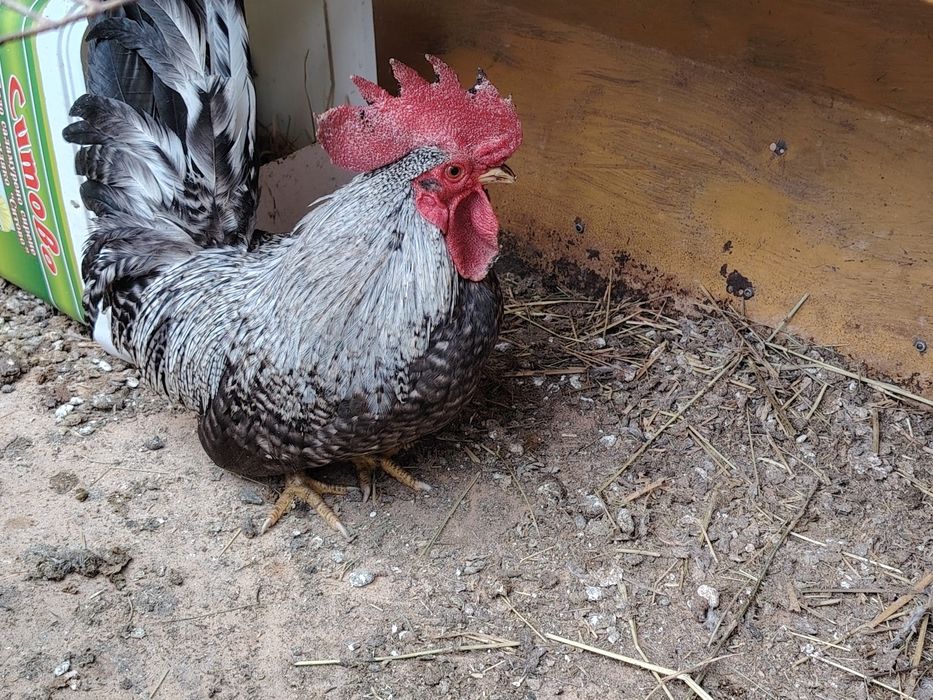 Продавам петле шабо