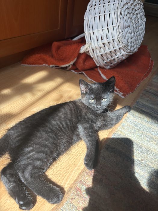 Котенце женско на 2,5 месеца
