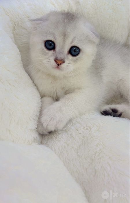 Котенок серибристая шиншилла фолд девочка