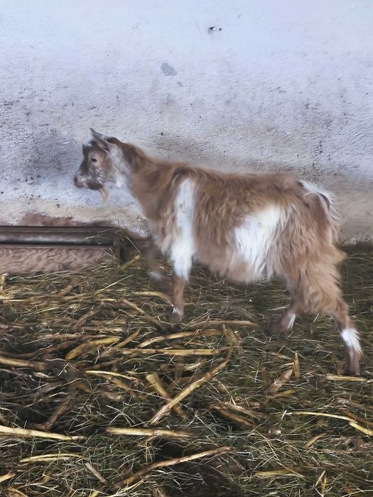 Iezi de lapte de vânzare