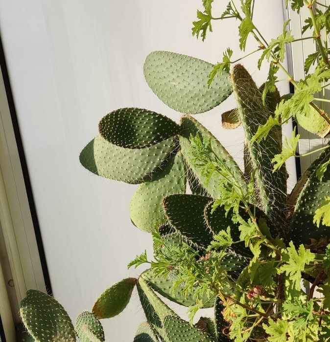 Кактус "Opuntia Microdasys" h>2.0m'