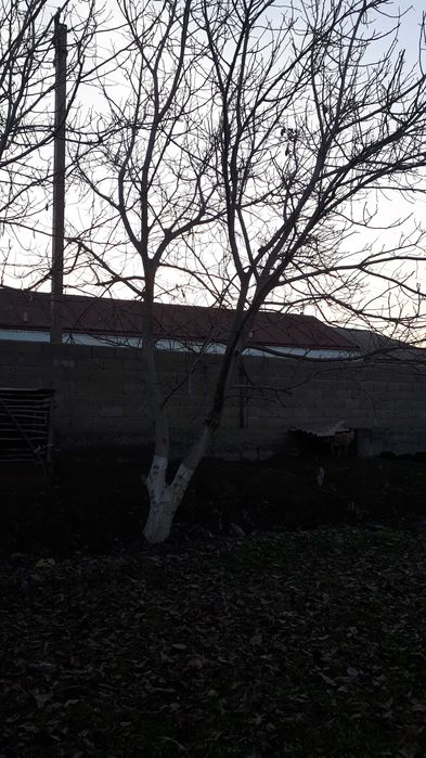 Ёнғоқ дарахти 1 жуфт сотилади