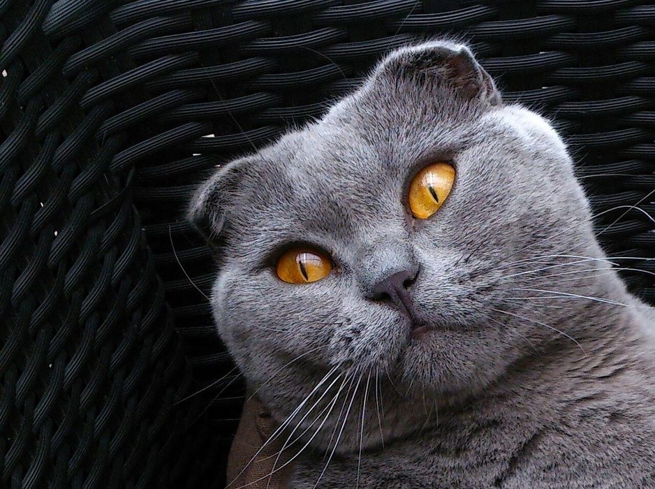 Кот скоттиш фолд